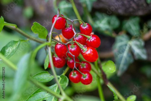 Rote und Grüne Beeren in der Natur Nahaufnahme