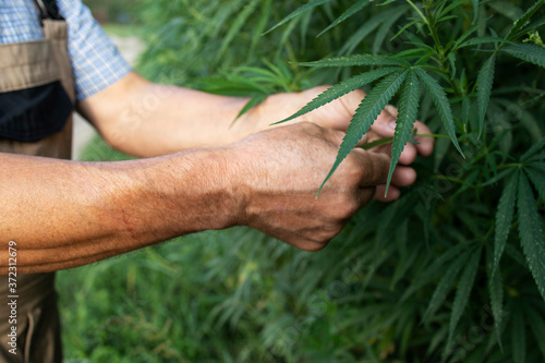 Growing cannabis or hemp plants for alternative medicine. Close up view of agronomist's hands checking plant quality.