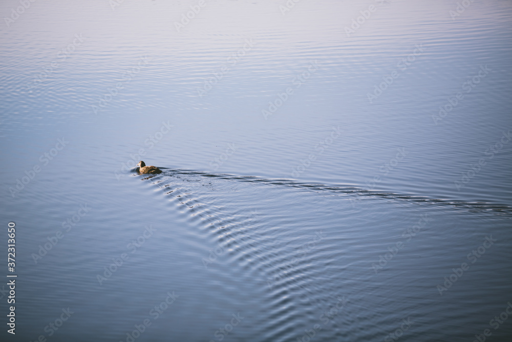 Eider Bird swimming away from camera in clear calm blue ocean Eider Bird swimming away from camera in clear calm blue ocean