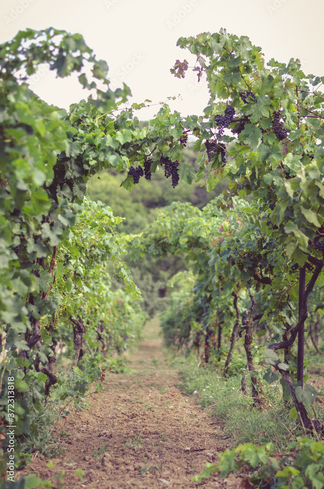rows in grape plants in the vineyard