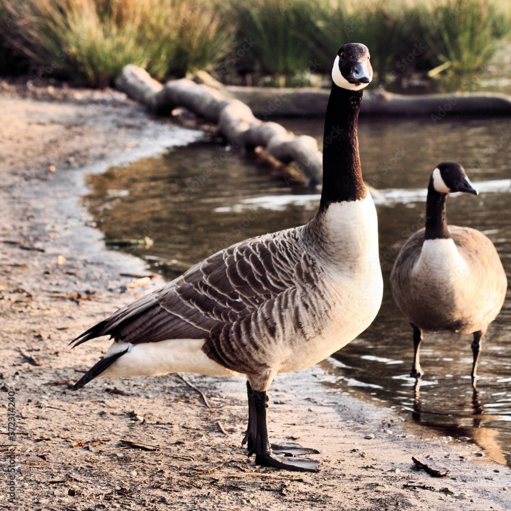 Fototapeta premium A picture of a Canada Goose