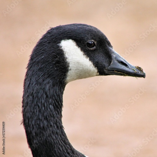 A picture of a Canada Goose