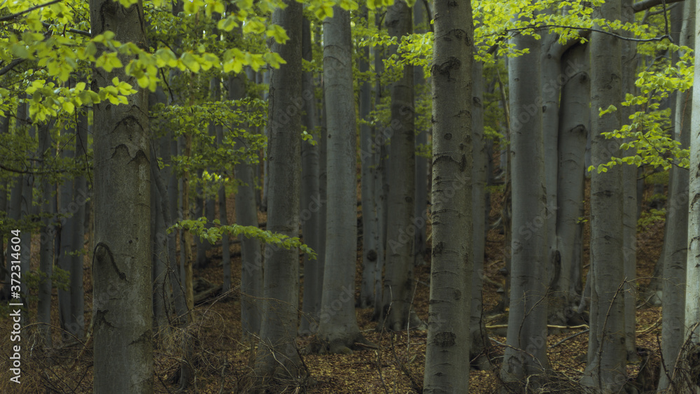 Bukowy las Beskidu Małego  - obrazy, fototapety, plakaty 