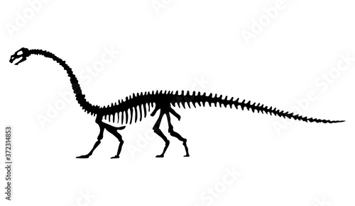Vector silhouette of dinosaurs skeleton. Hand drawn dino skeleton. Dinosaur bones, exhibit fossils in the museum