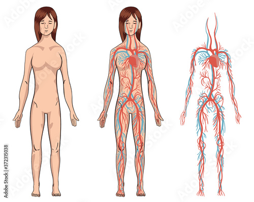 Circulatory system. Vector illustration of woman blood vessels diagram. Human arterial and venous circulatory system. Medical infographics for poster, educational, science and medical use