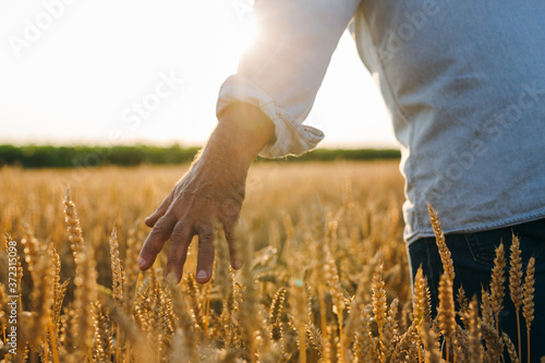closeup of man touching wheat on wheat filed