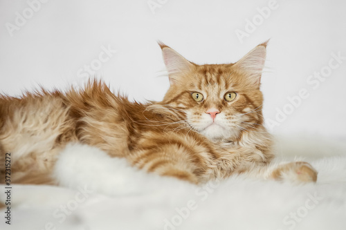 beautiful gorgeous red Maine Coon cat lies on light background