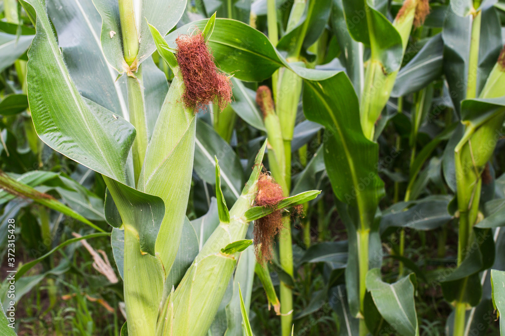 Obraz premium corn on corn field outdoor daytime