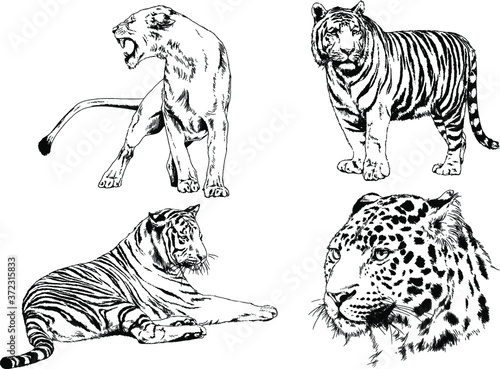Fototapeta Naklejka Na Ścianę i Meble -  vector drawings sketches different predator , tigers lions cheetahs and leopards are drawn in ink by hand , objects with no background