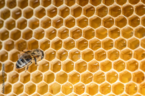 closeup macro of bees on wax frame honeycomb in apiary Honey bee hive with selective focus © CL-Medien