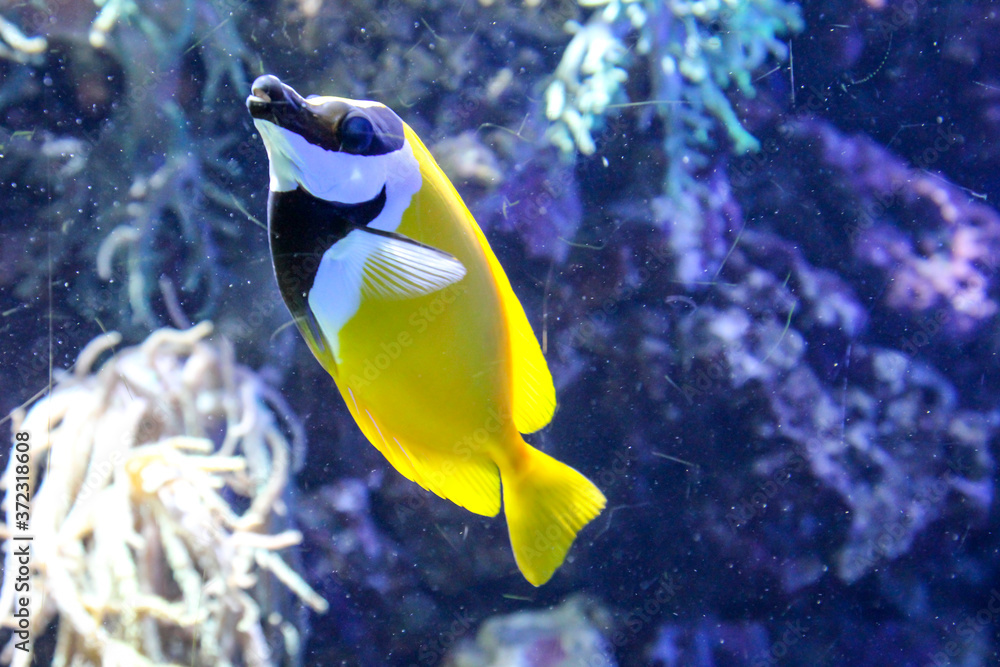 Obraz premium Nahaufnahme von tropischen Fischen in einem Riff.