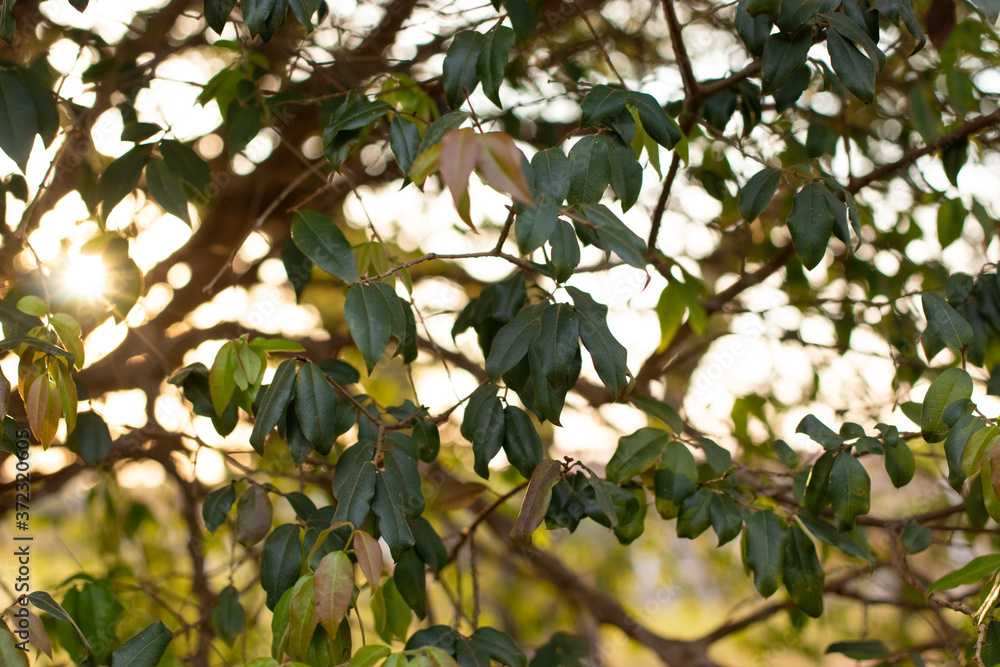 folhas verdes na árvore