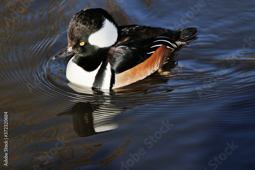 Chiloe widgeon duck on the lake photo