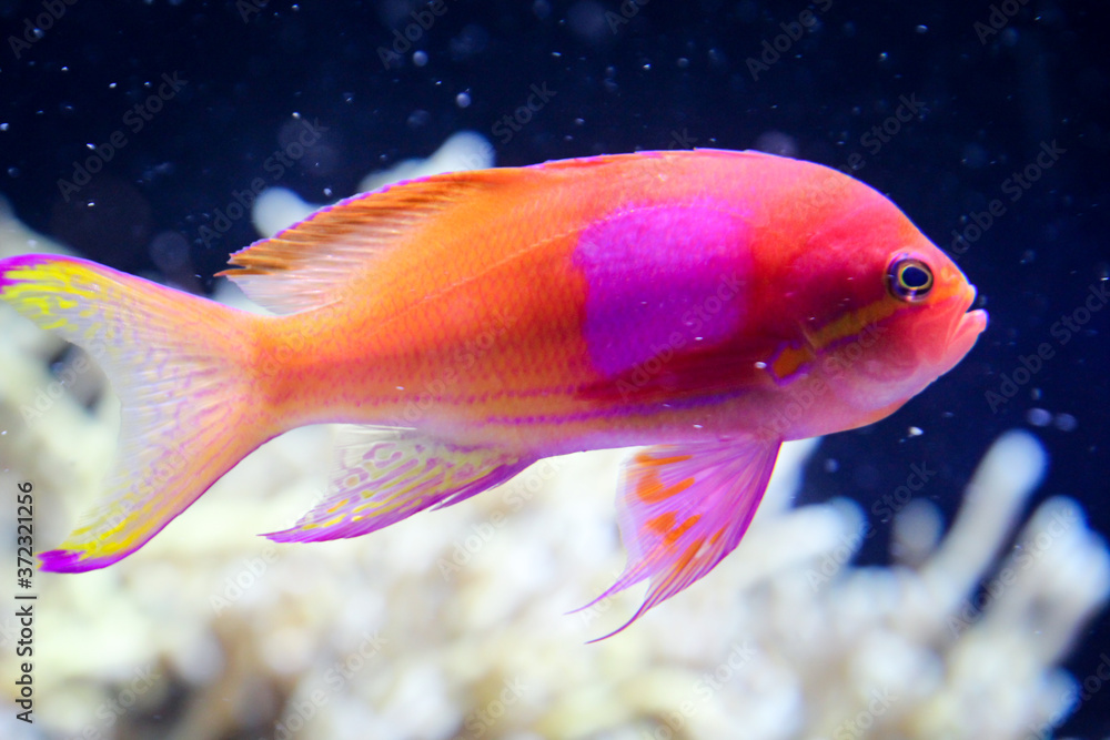 Nahaufnahme von tropischen Fischen in einem Riff. Nahaufnahme von tropischen Fischen in einem Riff.