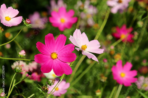 Cosmea flowers in summer garden  colorful floral background