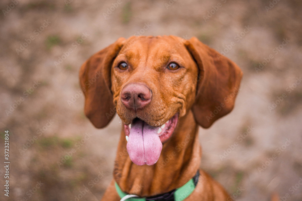 vizsla dog portrait vizsla dog portrait