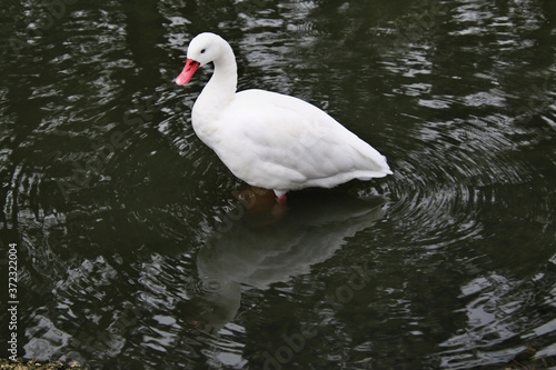 A view of a Coscoroba Swan on the water