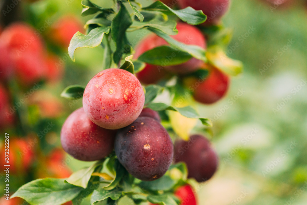 Ripe Prunus berries on Prunus trees In Summer Vegetable Garden. Ripe Prunus berries on Prunus trees In Summer Vegetable Garden.