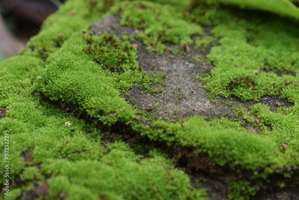 Obraz premium moss on a tree trunk