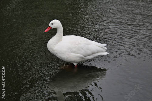 A view of a Coscoroba Swan on the water