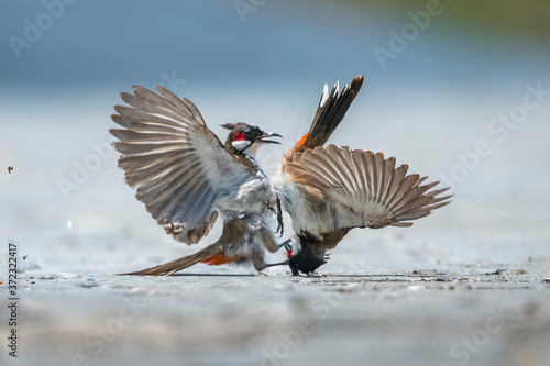 Photography Bulbul fight