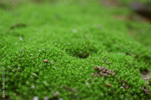 green moss on the ground