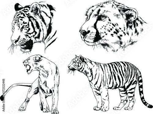 set of vector drawings on the theme of predators tigers are drawn by hand with ink tattoo logos