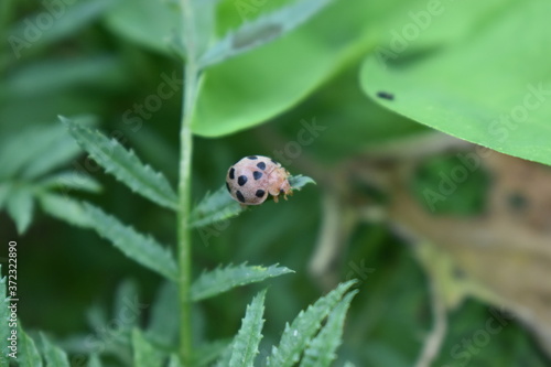 ladybug on green leaf