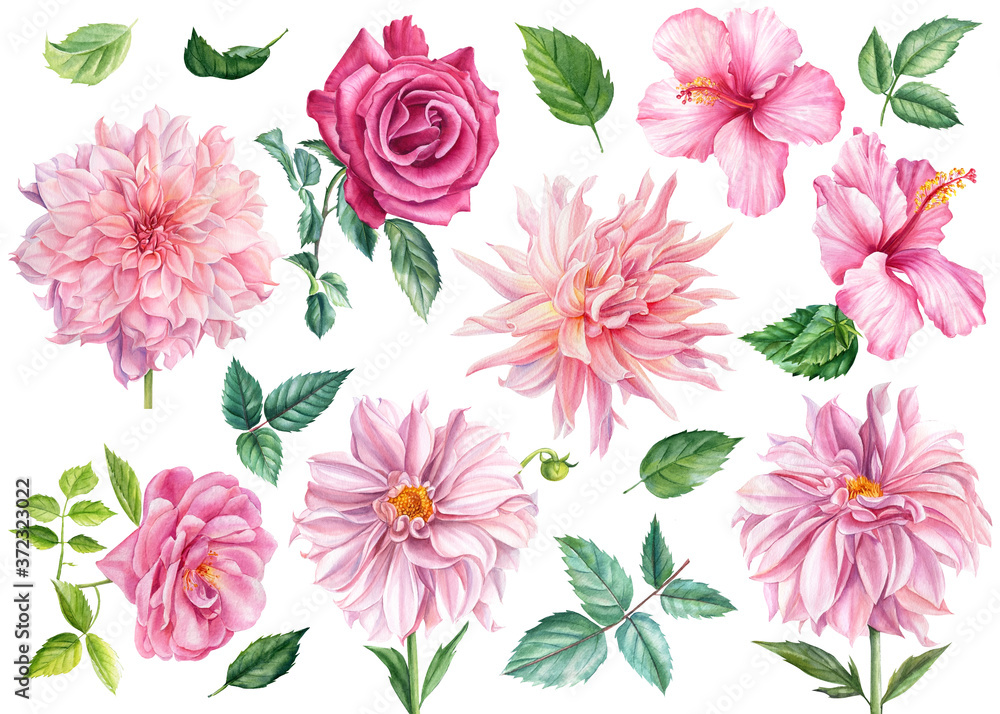 Set of watercolor flowers and leaves, pink dahlia, rose, hibiscus, isolated white background, botanical illustration