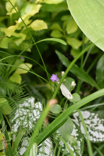butterfly on a flower