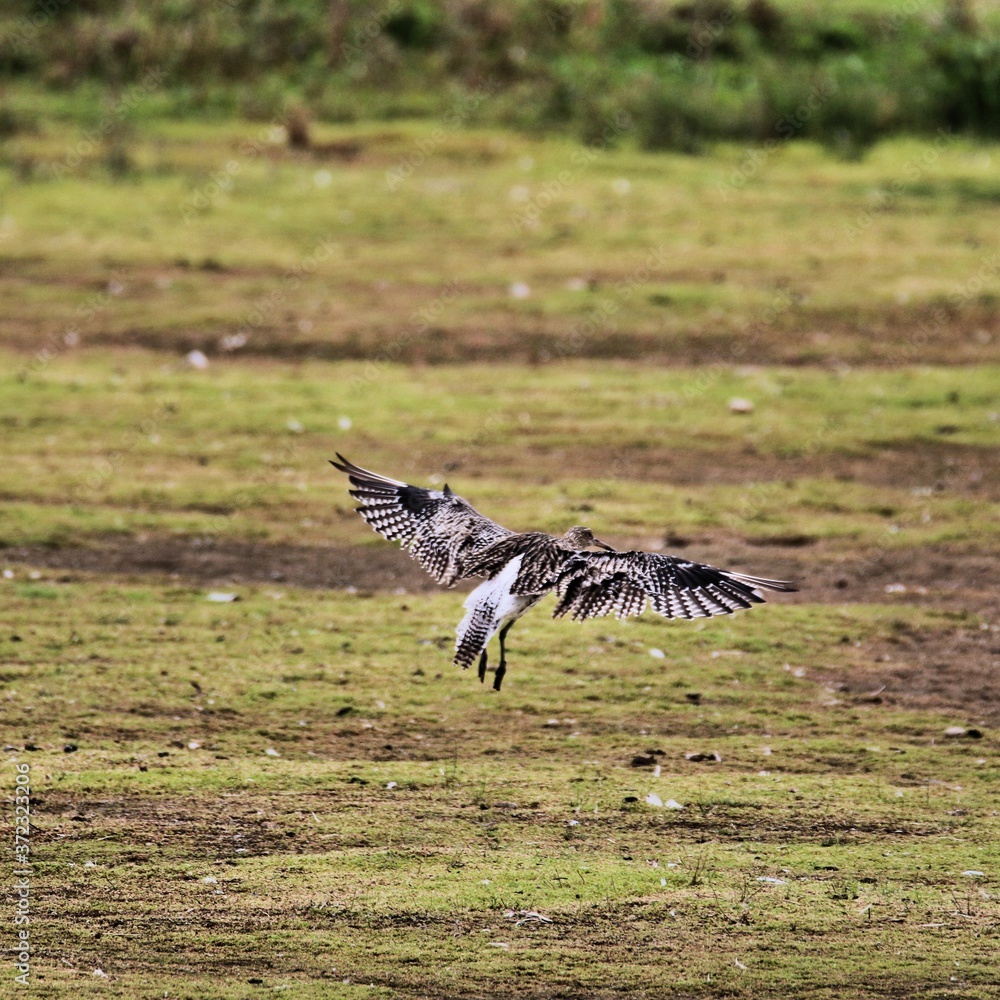 Fototapeta premium A view of a Curlew