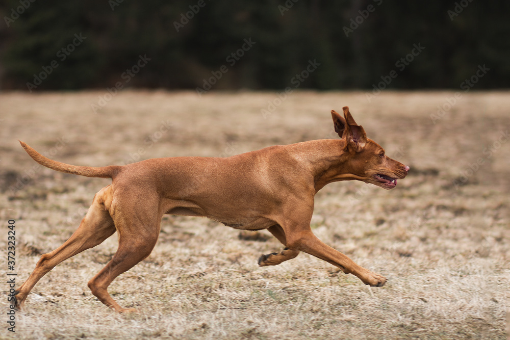 Running with a vizsla hotsell