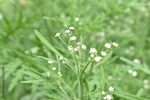 wild flowers in the grass