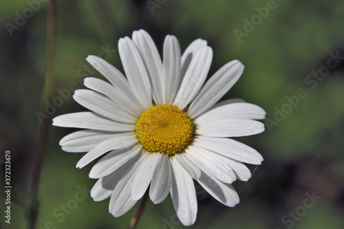 daisy flower closeup