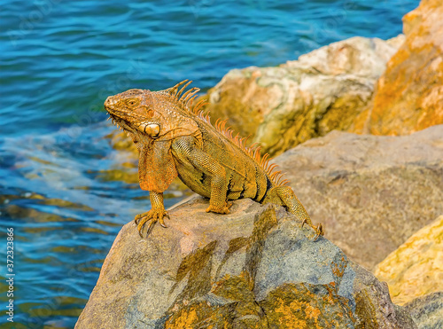 A close up view of an iguana on the harbour defenses at Marigot in St Martin