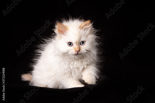 White Siberian Kitten