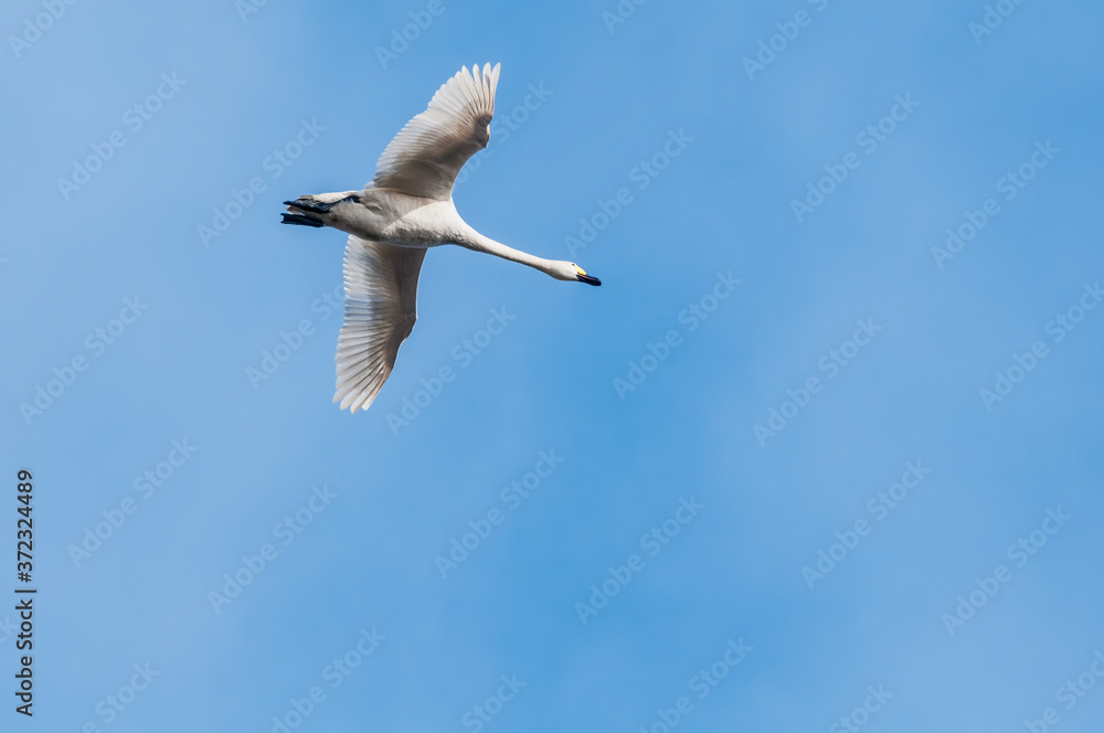 Fototapeta premium Bewick's Swan (Cygnus bewickii) in Barents Sea coastal area, Russia