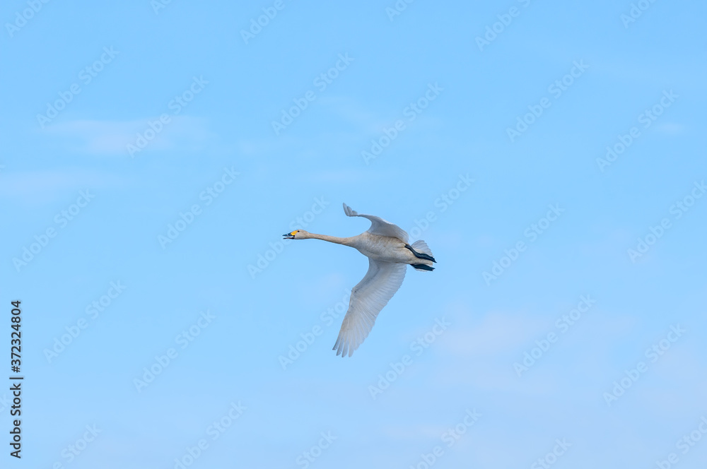 Fototapeta premium Bewick's Swan (Cygnus bewickii) in Barents Sea coastal area, Russia