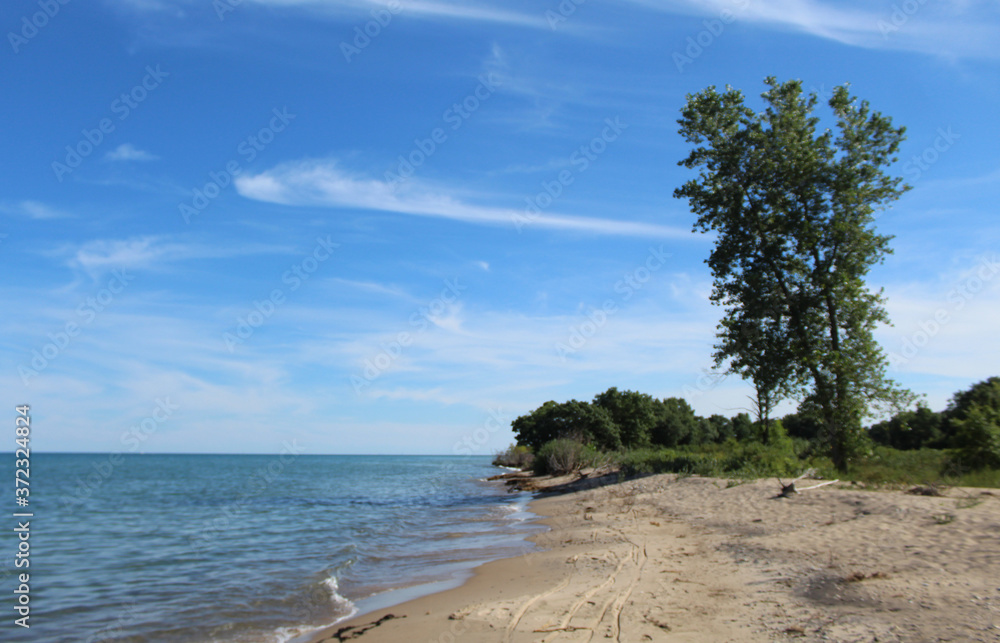 Cirrus clouds and a cottonwood tree at North Dunes Nature Preserve at Illinois Beach State Park at Lake Michigan Cirrus clouds and a cottonwood tree at North Dunes Nature Preserve at Illinois Beach State Park at Lake Michigan