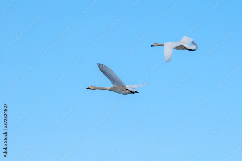 Bewick's Swan (Cygnus bewickii) in Barents Sea coastal area, Russia