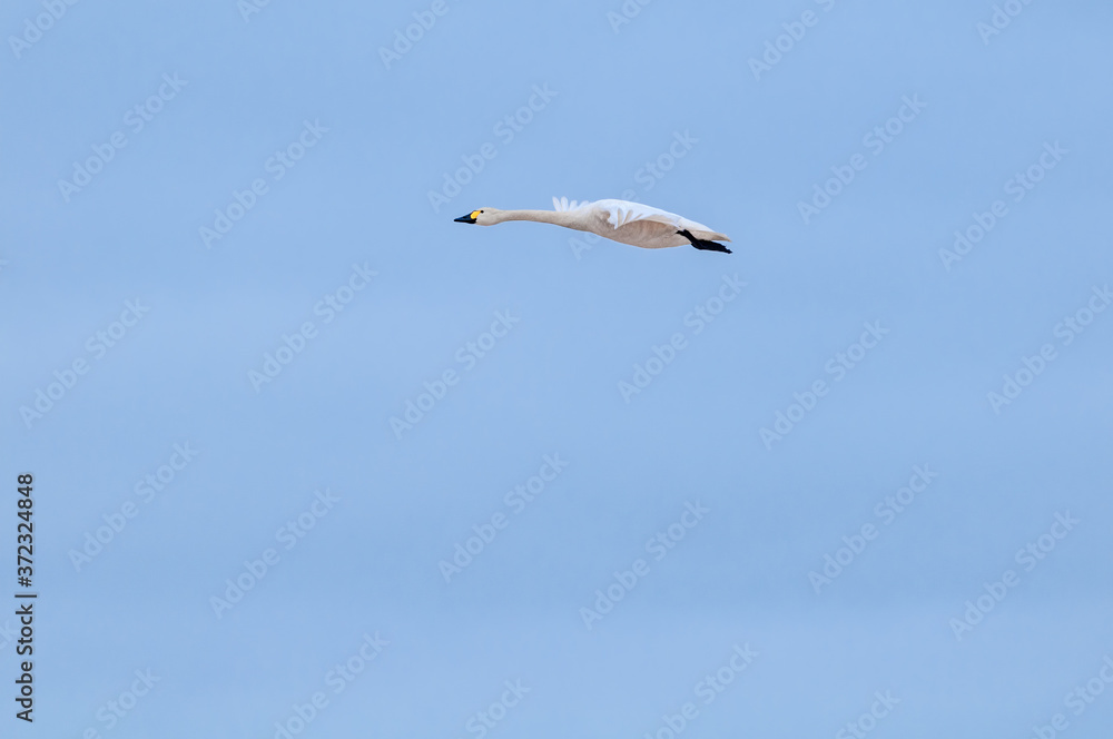 Bewick's Swan (Cygnus bewickii) in Barents Sea coastal area, Russia Bewick's Swan (Cygnus bewickii) in Barents Sea coastal area, Russia