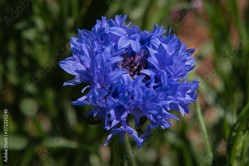 Blue Bachelor Button Flower in the Garden