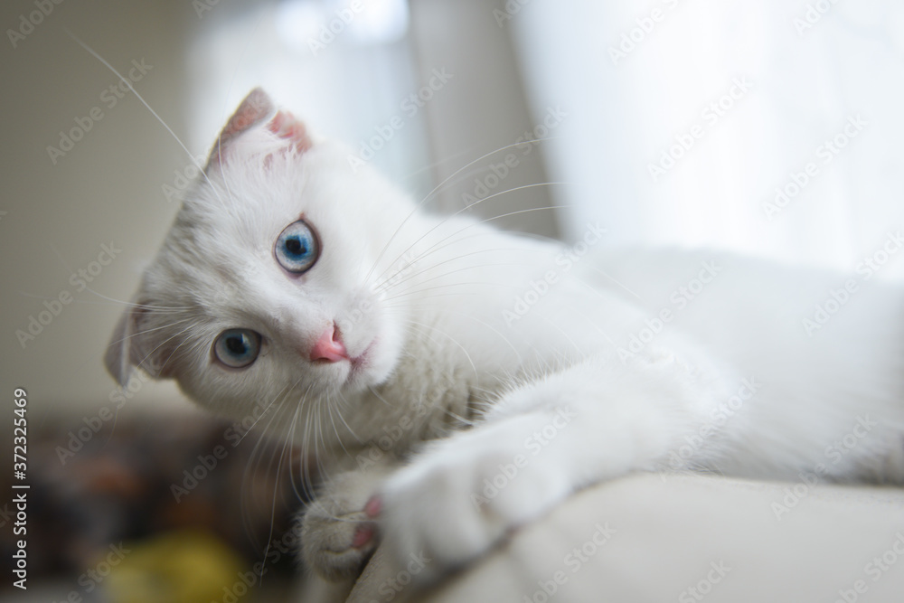 Obraz premium White Scottish fold kitten with blue eyes plays with window curtain