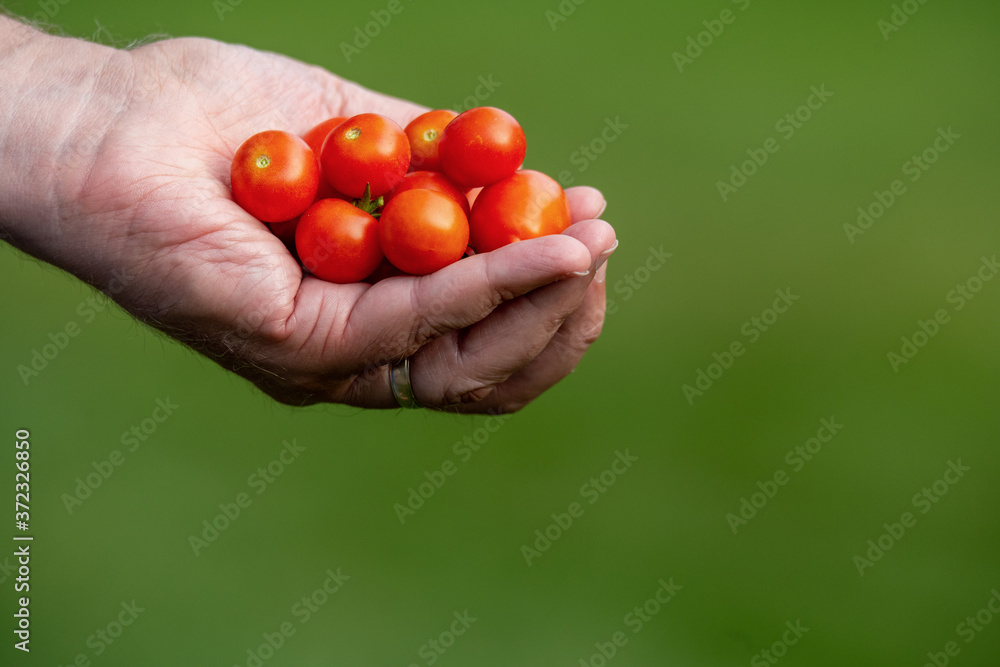 Male hand holding multiple cherry red tomatoes
Male hand holding multiple cherry red tomatoes