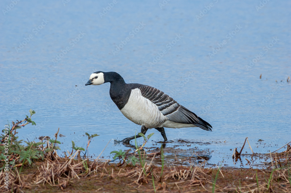 Fototapeta premium Barnacle Goose (Branta leucopsis) in Barents Sea coastal area, Russia