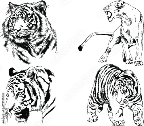 vector drawings sketches different predator   tigers lions cheetahs and leopards are drawn in ink by hand   objects with no background