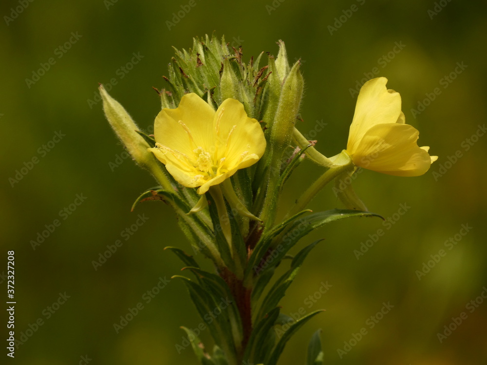 Evening-primrose (Oenothera biennis) - yellow flowers close-up, Gdansk, Poland Evening-primrose (Oenothera biennis) - yellow flowers close-up, Gdansk, Poland