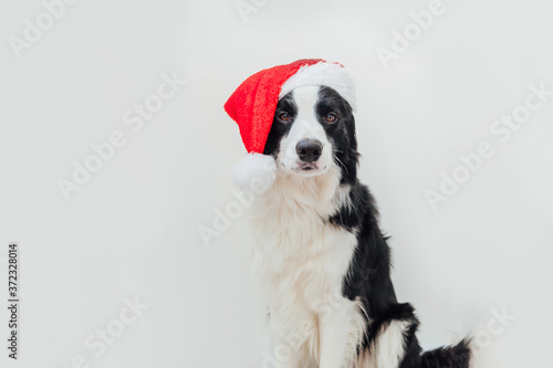 Funny studio portrait of cute smilling puppy dog border collie wearing Christmas costume red Santa Claus hat isolated on white background. Preparation for holiday Happy Merry Christmas 2021 concept