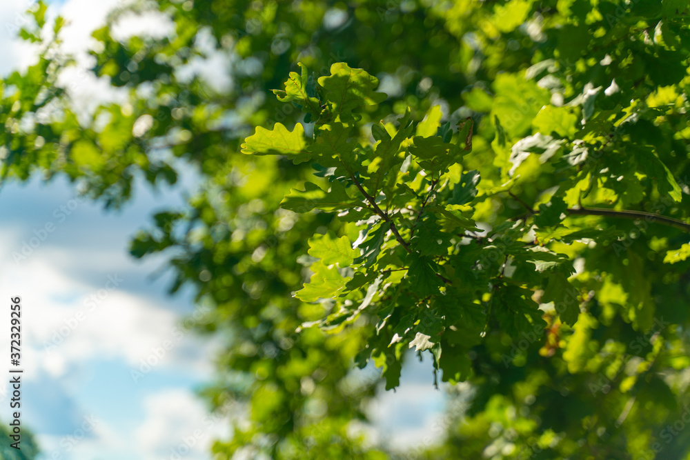 Green oak leaves on blue sky background, selective focus Green oak leaves on blue sky background, selective focus