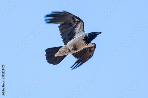 Hooded Crow (Corvus cornix) in Barents Sea coastal area, Russia